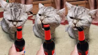 ¡Salud! Gato destapa botella de cerveza con su boca y el video enloquece a todos en TikTok