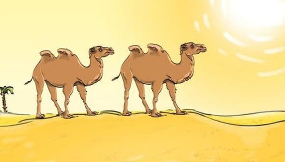 Encuentra el error en el reto viral de los camellos cuanto antes (Foto: Facebook).