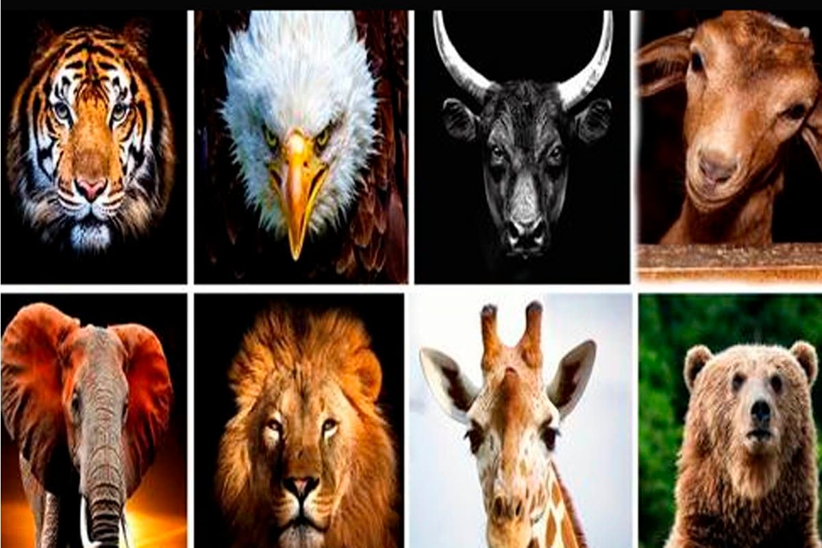 Sincerely choose which animal attracts your attention the most and discover hidden details of your personality thumbnail