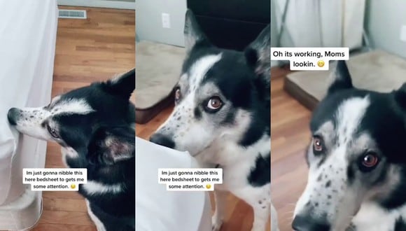 Un video viral tiene como protagonista a un perro y sus adorables intentos para llamar la atención de su dueña. | Crédito: Caters Clips / YouTube