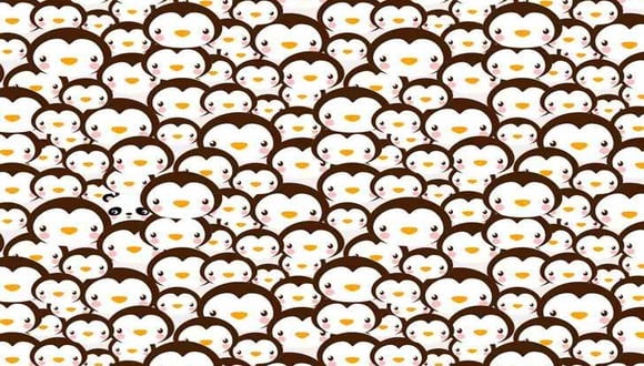 Hay un panda escondido entre los pingüinos en esta imagen de ilusión óptica. ¿Puedes distinguirlo? (Fuente: jagranjosh)