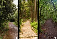 Uno de estos caminos en el bosque te indicará qué te falta en esta vida
