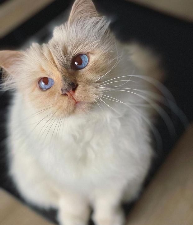 Esta gata ocupa la sexta ubicación de las mascotas más adineradas (Foto: Choupette / Instagram)