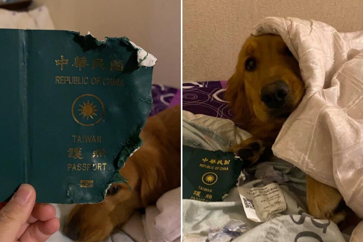 La travesura de una perrita al parecer le salvó la vida a su dueña ya que impidió que viajara a Wuhan, ciudad china considerada el epicentro del brote del coronavirus. (Fotos: kimi0611 en Facebook)
