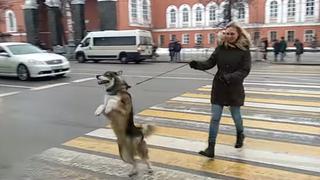 Perro impacta en Internet al pararse en 2 patas y dar pequeños saltos para cruzar una pista