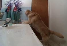 Video viral muestra cómo un perro se encierra solo en baño para lidiar con tormentas y fuegos artificiales