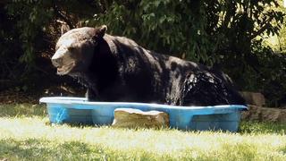Visita inesperada: oso es captado durmiendo en una piscina de niños y da la vuelta al mundo [VIDEO]
