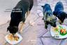 Kind-hearted man cooks and feeds stray dogs with gourmet food
