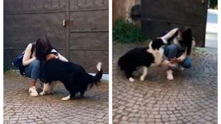 El conmovedor reencuentro entre un perrito y su dueña que regresó a casa después de muchos días