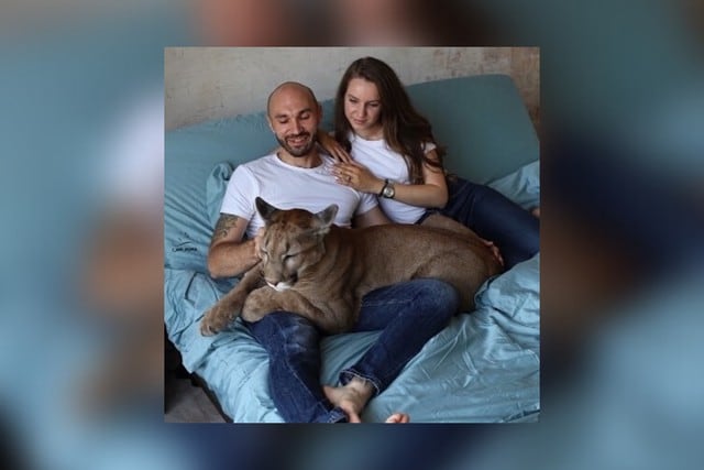 Pese a su tamaño considerable y sus 40 kilos de peso, el animal tiene un temperamento calmado pero no se lleva bien con la otra mascota de la peculiar pareja. (Foto: @l_am_puma en Instagram)