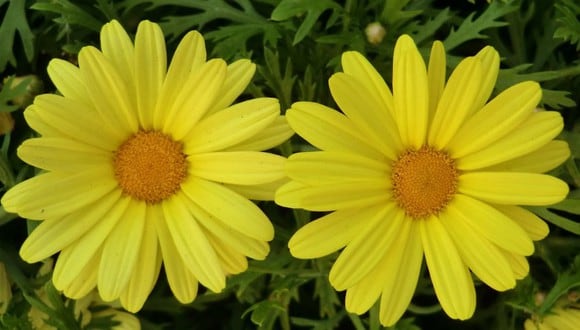 Cuándo se regalan flores amarillas y por qué: historia y quién inspiró la costumbre. (Foto: Difusión)