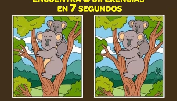 ¿Puedes encontrar 3 diferencias entre las dos imágenes de koala en 7 segundos? (Foto: jagranjosh)