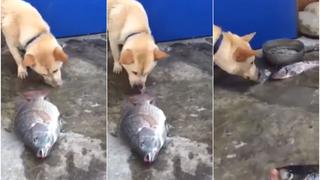 Emotivo: Perro es viral al intentar salvar a peces moribundos al echarles agua con su hocico