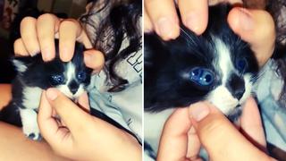 Video viral: Gatito asombra al mundo al nacer con tres ojos