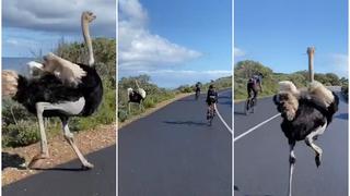 Los dejó en ridículo: avestruz retó a un grupo de ciclistas a una carrera y final remece las redes sociales [VIDEO VIRAL]
