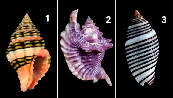 TEST VISUAL | Esta imagen te muestra tres conchas marinas y tú tienes que elegir una. (Foto: namastest.net)