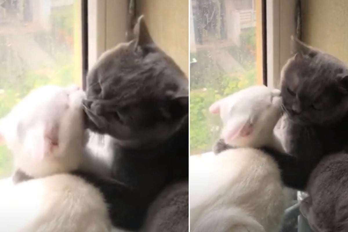 Dos gatos causaron sensación en redes sociales porque estaban ‘besándose’ a escondidas. (YouTube: DJ Wolf)