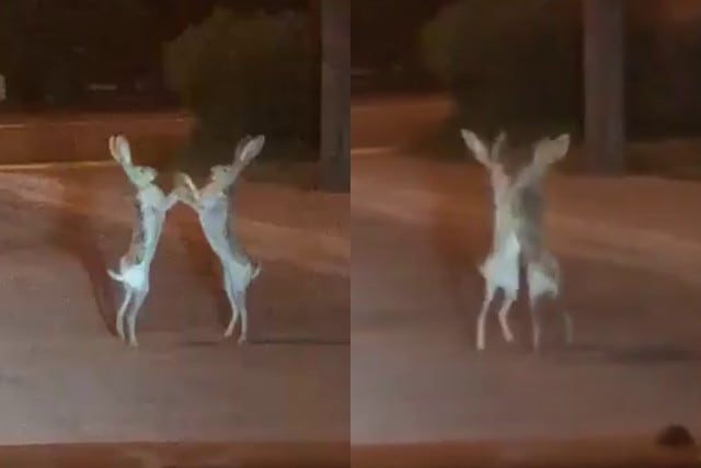 Un video viral muestra cómo dos liebres se agarraron a "pata limpia" en medio de la carretera. (Fotos: De tu interés en Facebook)