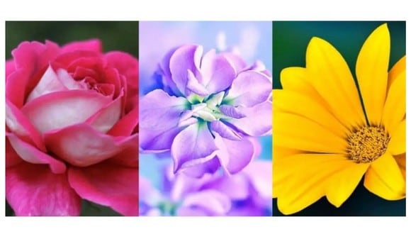 TEST VISUAL | En esta imagen se aprecian tres flores. Tienes que elegir una. (Foto: namastest.net)