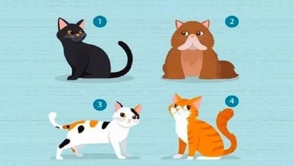 Descubre cómo te ven tus amigos con solo elegir uno de los gatos de este test viral (Foto: Facebook).