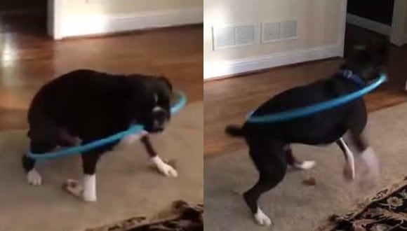 Un video viral muestra los divertidos intentos de un perro de usar el hula-hula. | Crédito:  CONTENTbible / YouTube.
