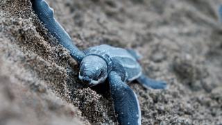 El triste final de una tortuga que unos jóvenes liberaron muy emocionados en el mar