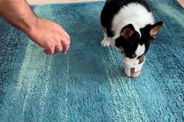 El perrito probó por primera vez helado y su reacción es compartido miles de veces en redes. | Foto: Lomitos obedientes/Facebook. (Desliza hacia la izquierda para ver más imágenes).