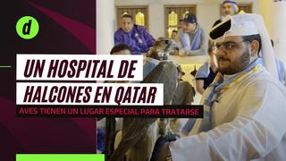 Conoce el sofisticado hospital de halcones en Qatar