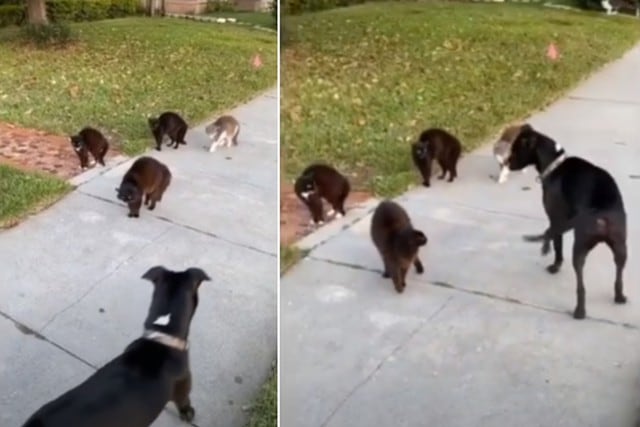 El perro, a pesar de sentir miedo, se acercó a los gatos callejeros. (YouTube: ViralHog)