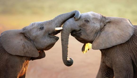 ¿Eres capaz de ubicar la piña entre los elefantes del reto viral? El 99% no logró encontrarla (Foto: Genial.Guru).