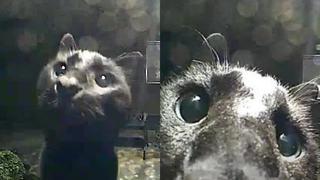 Me pareció ver un lindo gatito nivel: Minino descubre cámara en paseo nocturno y se acerca a decir “hola”