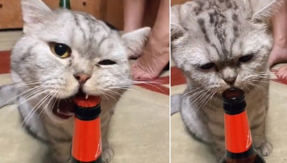 El gato fue captado destapando una botella de cerveza con sus dientes. La escena se volvió viral. (Foto: @lady_duu / TikTok)