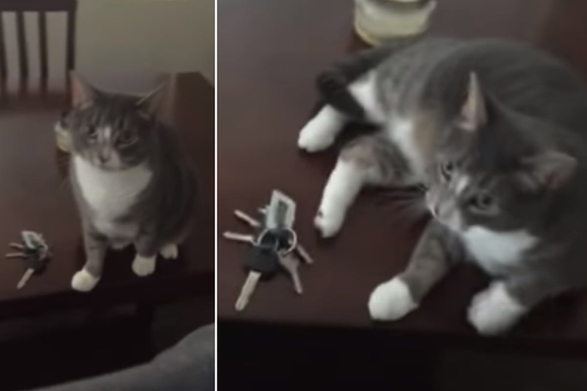 Foto 1 de 3 | La gata agotó esfuerzos para impedir que su dueña agarre las llaves y se vaya de la casa. | Foto: ViralHog / YouTube. (Desliza hacia la izquierda para ver más fotos)