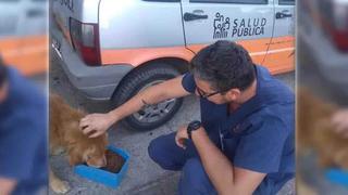 Lo más emotivo del día: en Córdoba reparten comida a perros de la calle en cuarentena por coronavirus