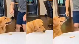 Sabe cómo engañar: perro le hace creer a su dueño que no comió sin permiso y escena se vuelve viral