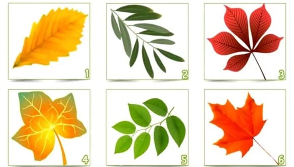 TEST VISUAL | En esta imagen se puede apreciar muchas hojas. Debes elegir una. (Foto: namastest.net)