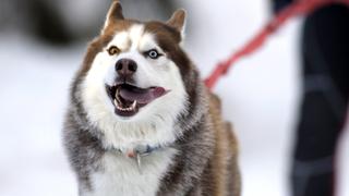 La imperdible reacción de un Husky siberiano al ver el fallido intento de un gato por atrapar un ave en la TV