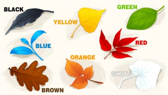 TEST VISUAL | En esta imagen hay varias hojas. Tienes que indicar cuál es la que más te gusta. (Foto: namastest.net)