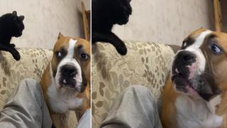 La singular reacción de un gato al ver que un perro quiere sacarlo del sofá