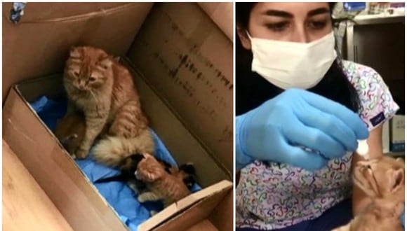 Una gata lleva a sus crías enfermas hasta una clínica veterinaria para que las atiendan. (Foto: Twitter)