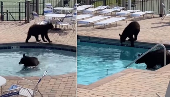 Unos osos decidieron divertirse en las piscinas de un complejo turístico. El momento dio la vuelta al mundo. (Foto: Michelle Johnson / YouTube)