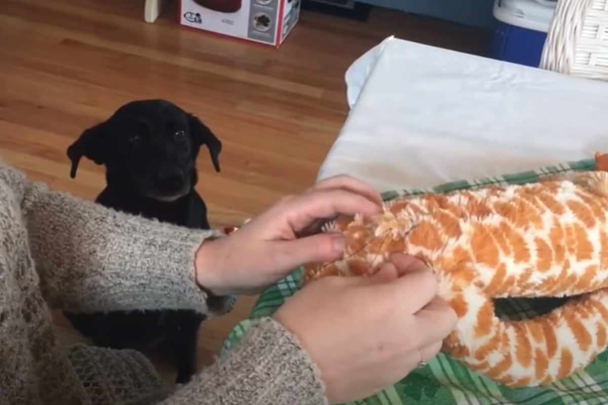 El perro vio cómo su dueña reparaba su peluche favorito y no pudo ocultar su nerviosismo. (YouTube: Rumble Viral)