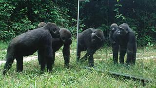 Animales de la selva reaccionan así al verse reflejados en un espejo