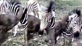 ¡Ternura al máximo! Elefante bebé juega con cebra en el video viral más amoroso que verás hoy