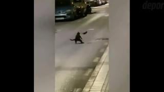 Kung Fu Rata: roedor se enfrenta a gato y le aplicó 5 patadas voladoras para no morir [VIDEO]