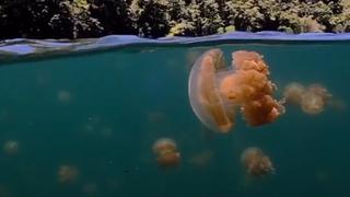 Fotógrafo submarino capta impactantes imágenes de medusas flotando en un lago de Oceanía