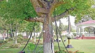 ¡De locos! La insólita historia del árbol que lleva 122 años arrestado y encadenado [FOTOS]