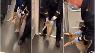 ¡Es un loquillo! Un gato fue sacado de un tren por “no querer comprar un boleto” y video es viral