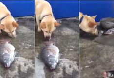 Emotivo: Perro es viral al intentar salvar a peces moribundos al echarles agua con su hocico