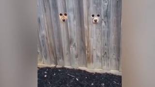 Un viral conmovedor: perros observan la llegada de su dueño por dos agujeros en casa [VIDEO]